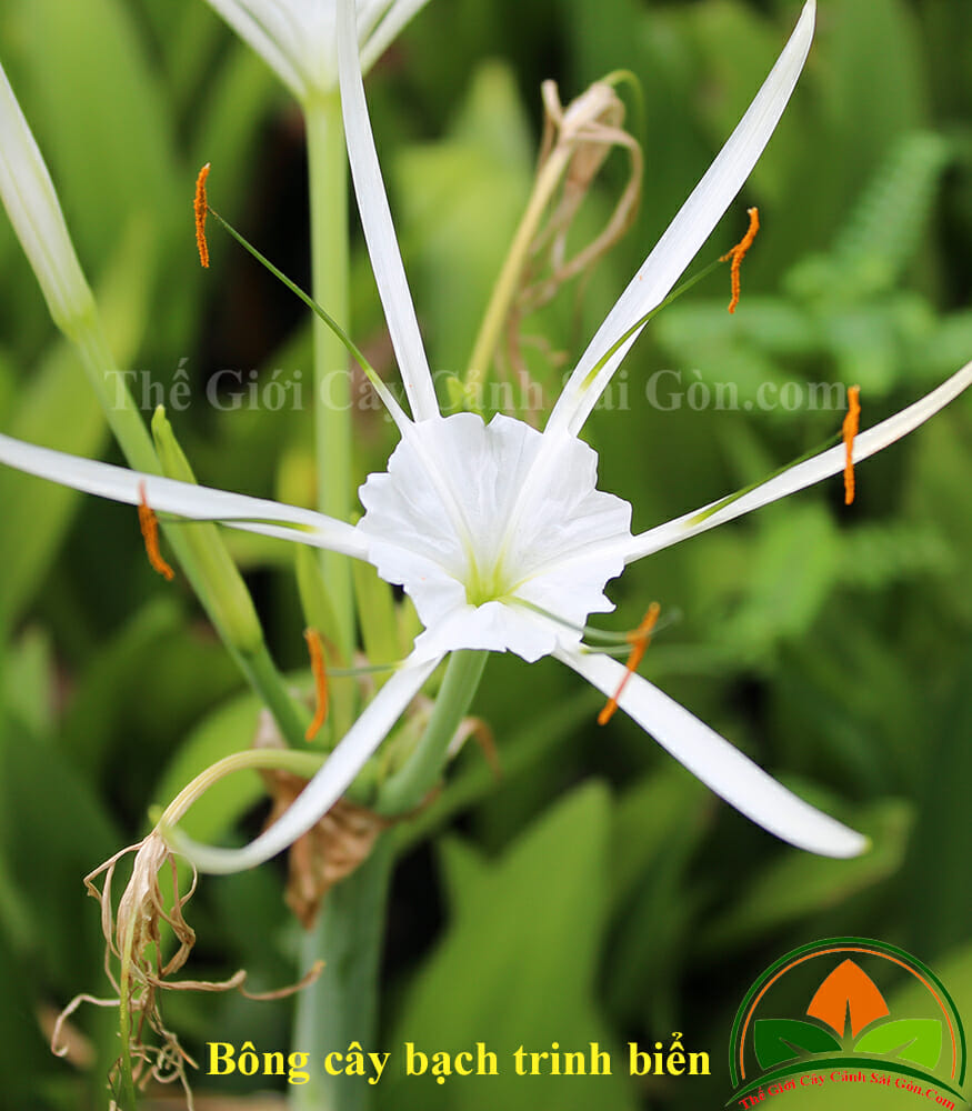 bong-cay-bach-trinh-bien-05-ccsg5